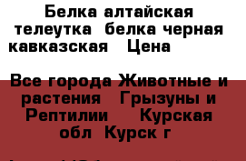 Белка алтайская телеутка, белка черная кавказская › Цена ­ 5 000 - Все города Животные и растения » Грызуны и Рептилии   . Курская обл.,Курск г.